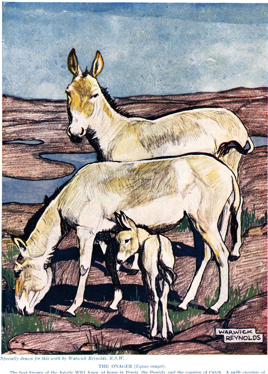 Der Onager, aus 