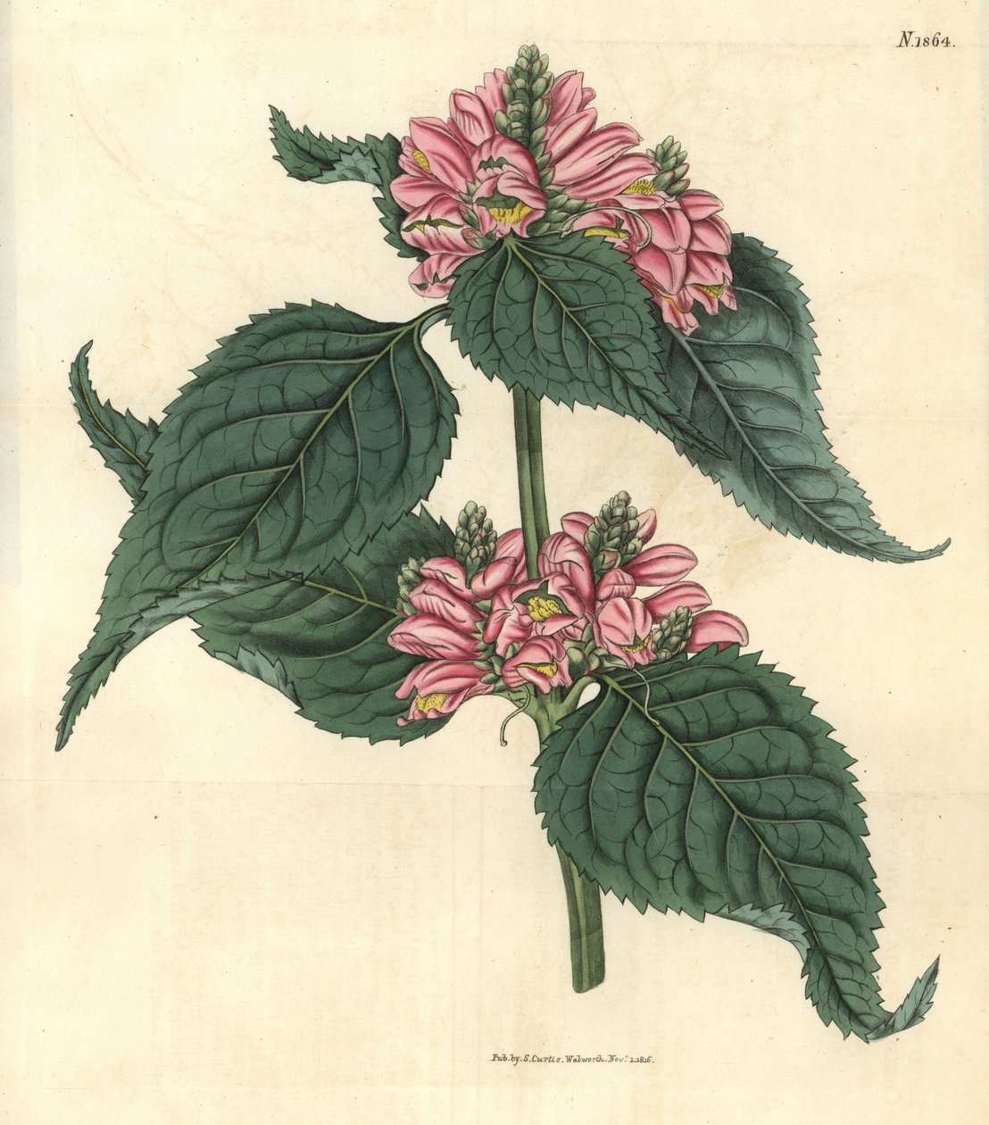 Galane de Lyon - Chelone lyonii von Weddell Weddell