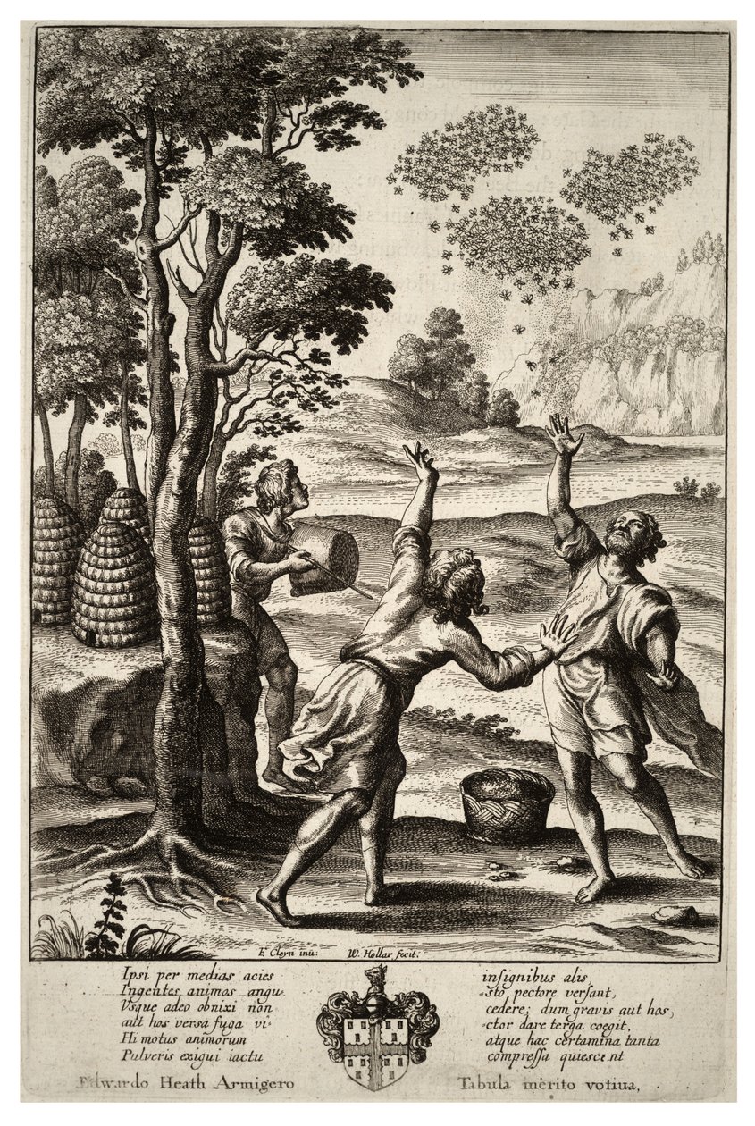 Schwärmen der Bienen. Zustand 1 von Wenceslaus Hollar