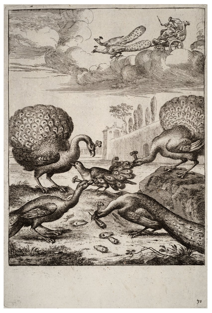 Der Eichelhäher und die Pfauen von Wenceslaus Hollar