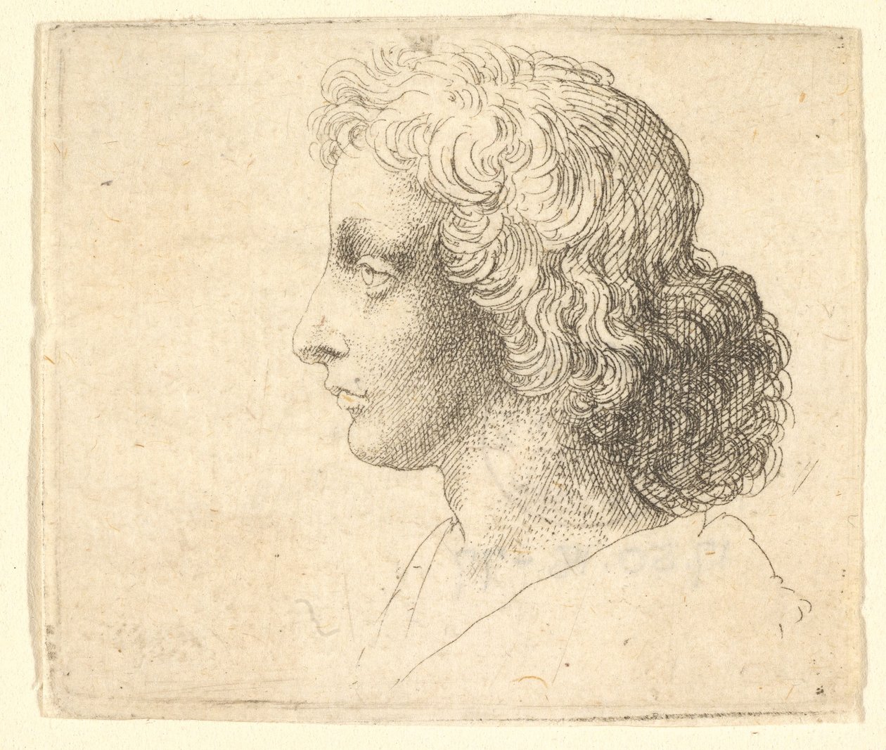 Kopf eines jungen Mannes mit langen Haaren im Profil nach links, 1644-52 von Wenceslaus Hollar