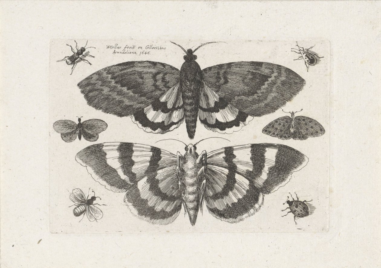 Motten und kleine Insekten von Wenceslaus Hollar