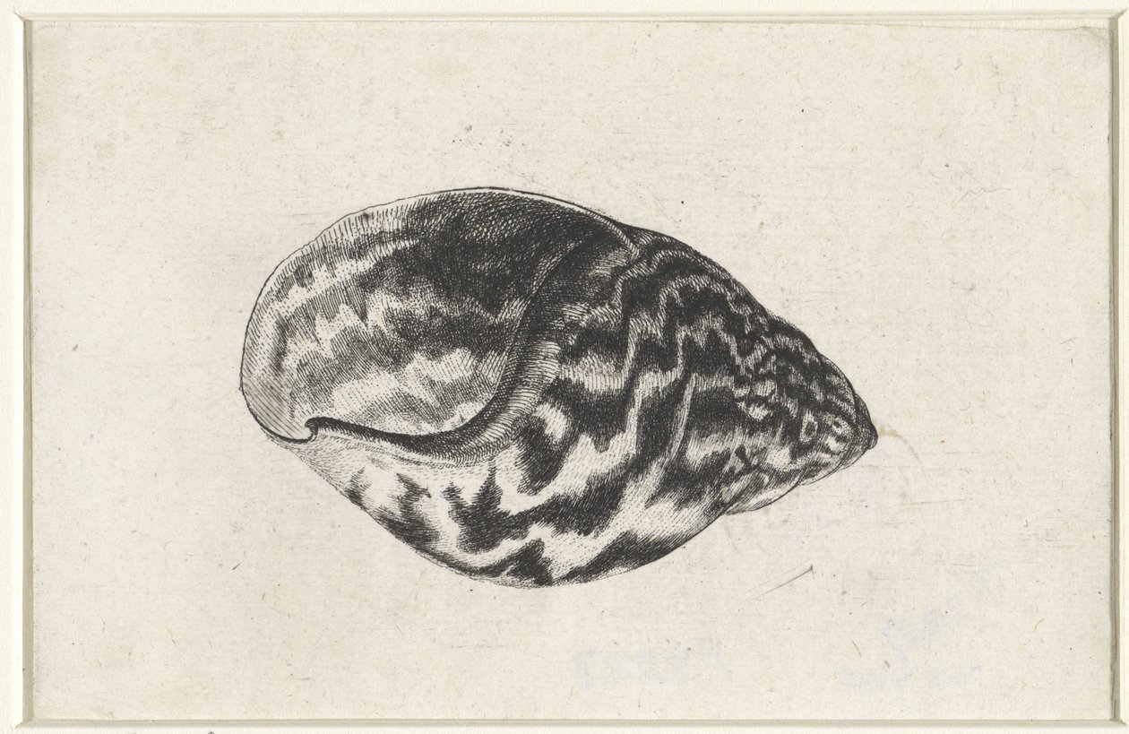 Schnecke, Achatina achatina. Muscheln (Serientitel) von Wenceslaus Hollar
