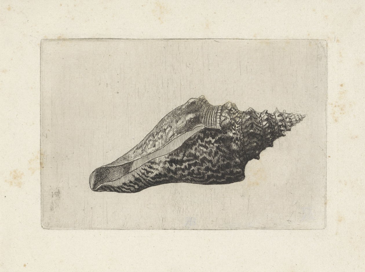 Schnecke, hemifusus ternatanus von Wenceslaus Hollar
