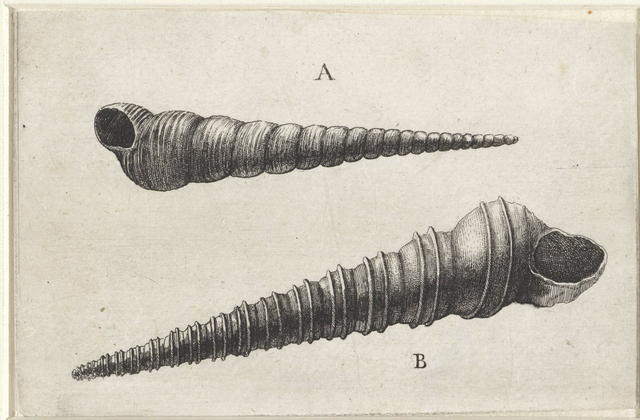 Schnecken, Turritella terebra (A) und Turritella duplicata (B) (Schnecken) von Wenceslaus Hollar