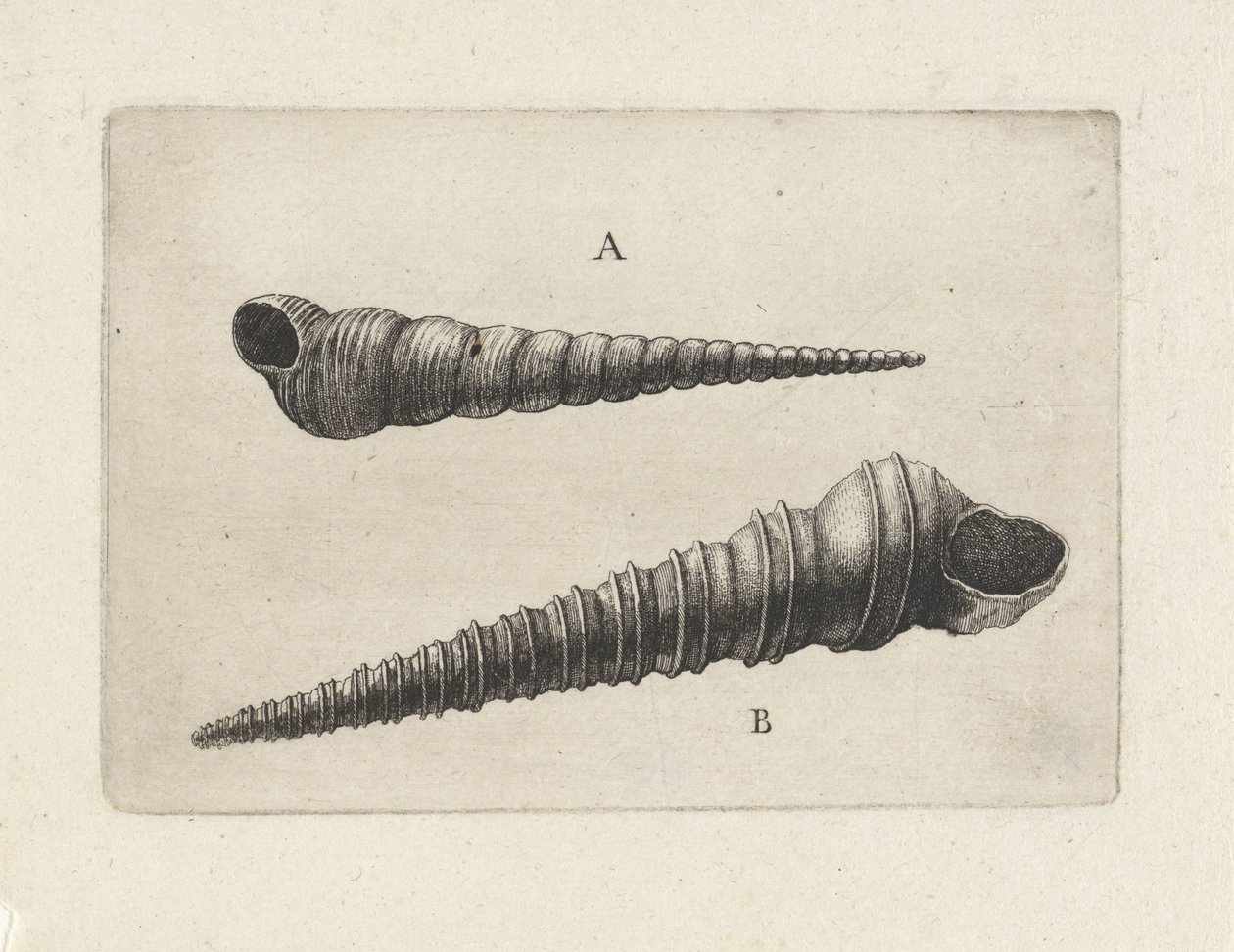 Schnecken, turritella terebra (A) und turritella duplicata (B) von Wenceslaus Hollar