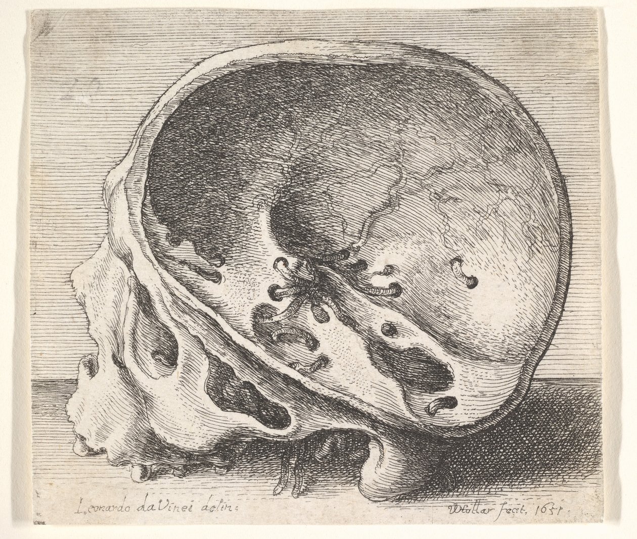 Sektionierter Schädel im Profil nach links mit entferntem linken Schädelteil von Wenceslaus Hollar