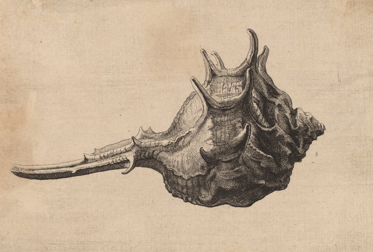 Schneckenhaus Murex brandaris, ca. 1645 von Wenceslaus Hollar