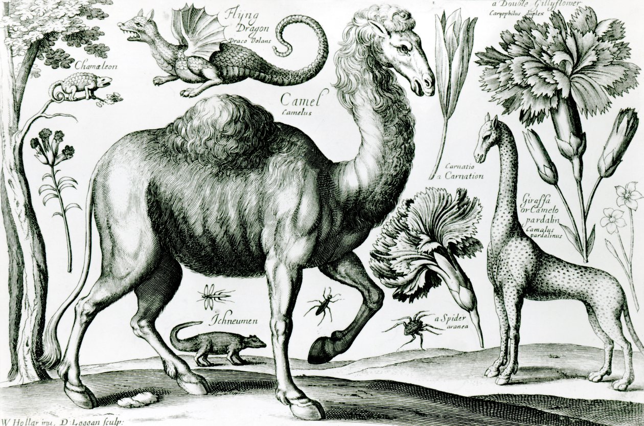 Studie von Tieren und Blumen, graviert von D. Loggan von Wenceslaus Hollar