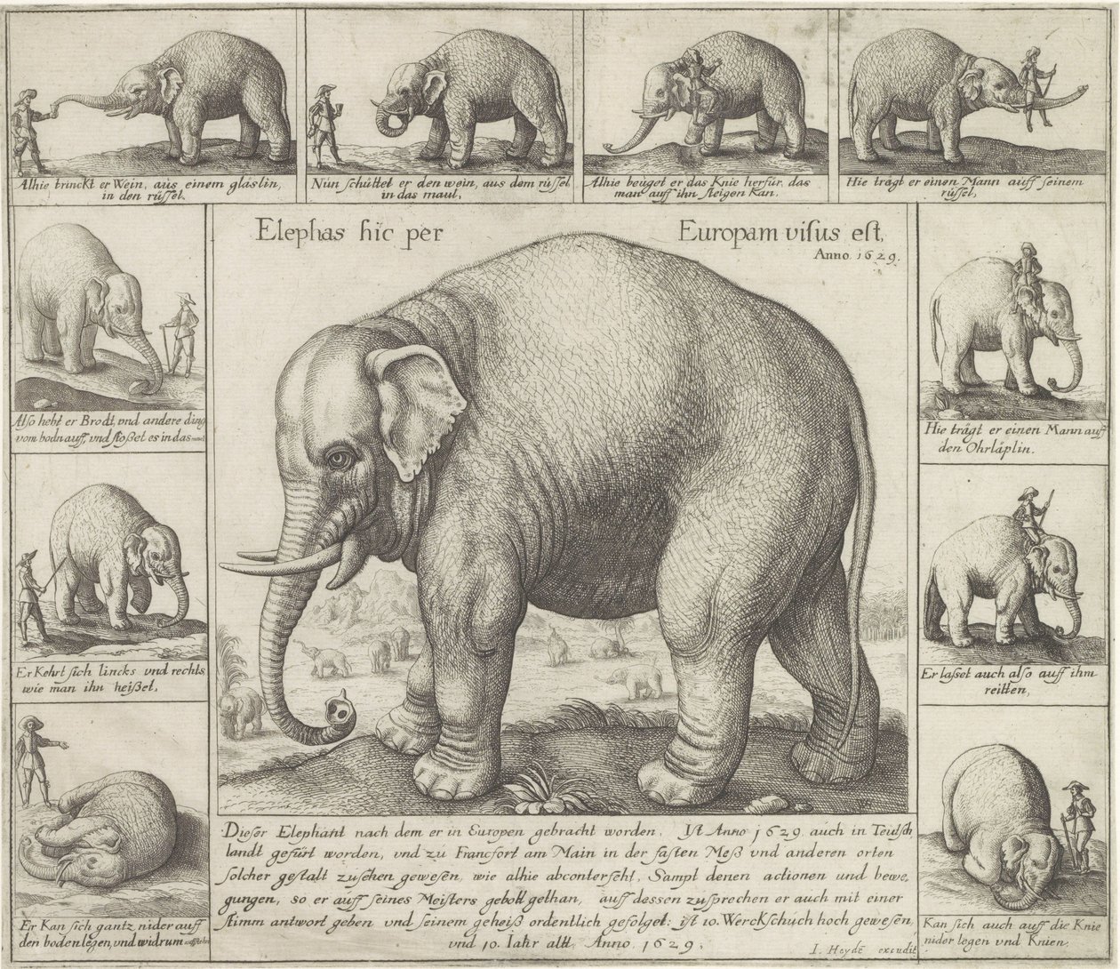 Zahmer Elefant von Wenceslaus Hollar
