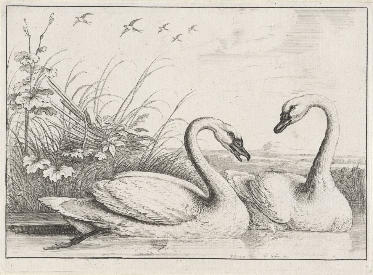 Zwei Schwäne von Wenceslaus Hollar