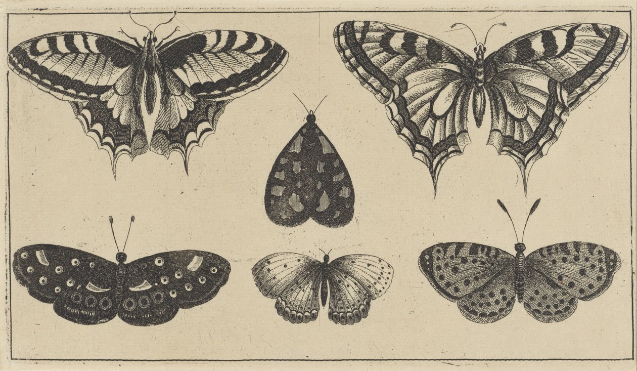 Fünf Schmetterlinge und eine Motte von Wenceslaus Hollar