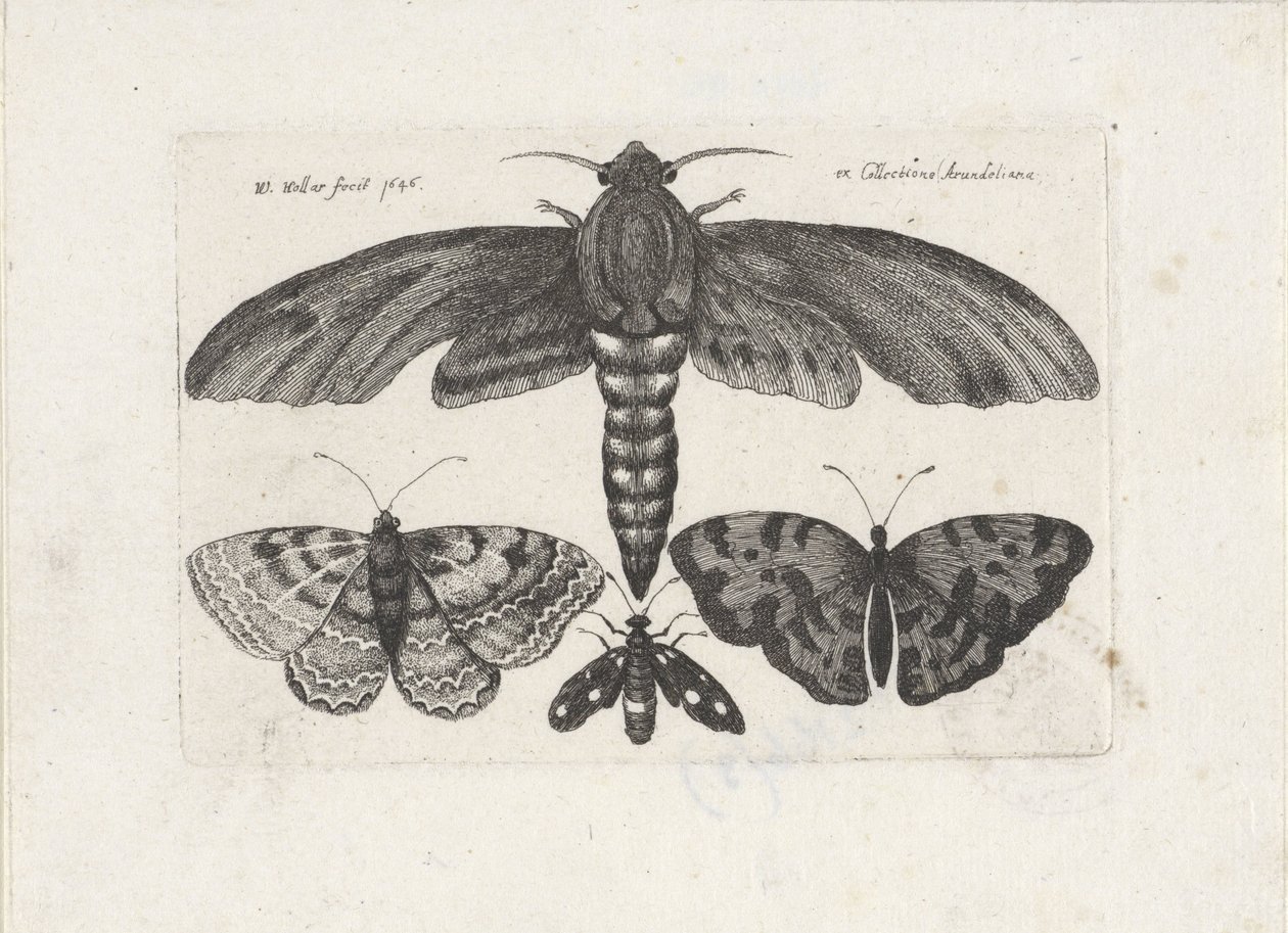 Schmetterlinge und eine Motte von Wenceslaus Hollar