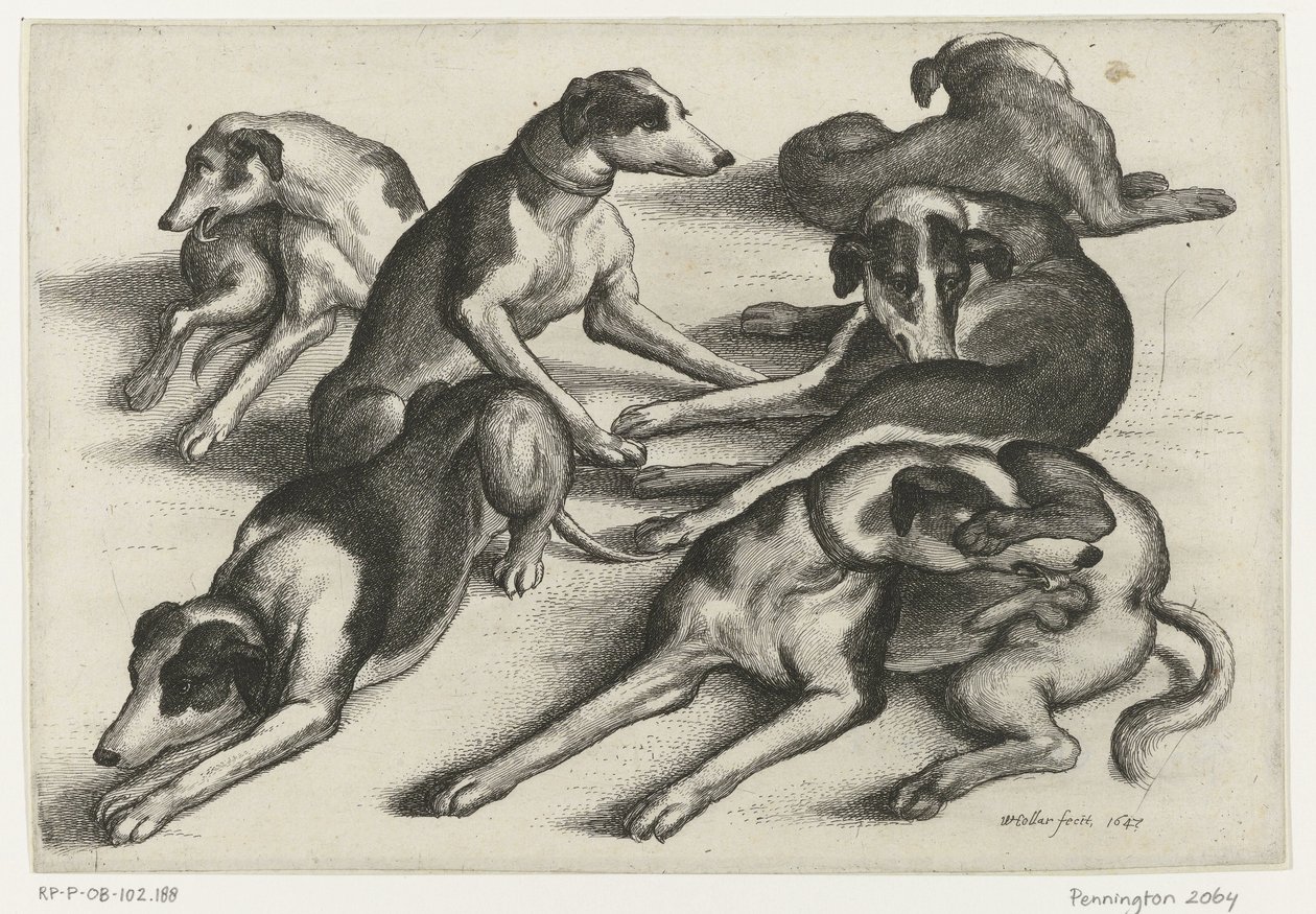 Sechs liegende Jagdhunde von Wenceslaus Hollar