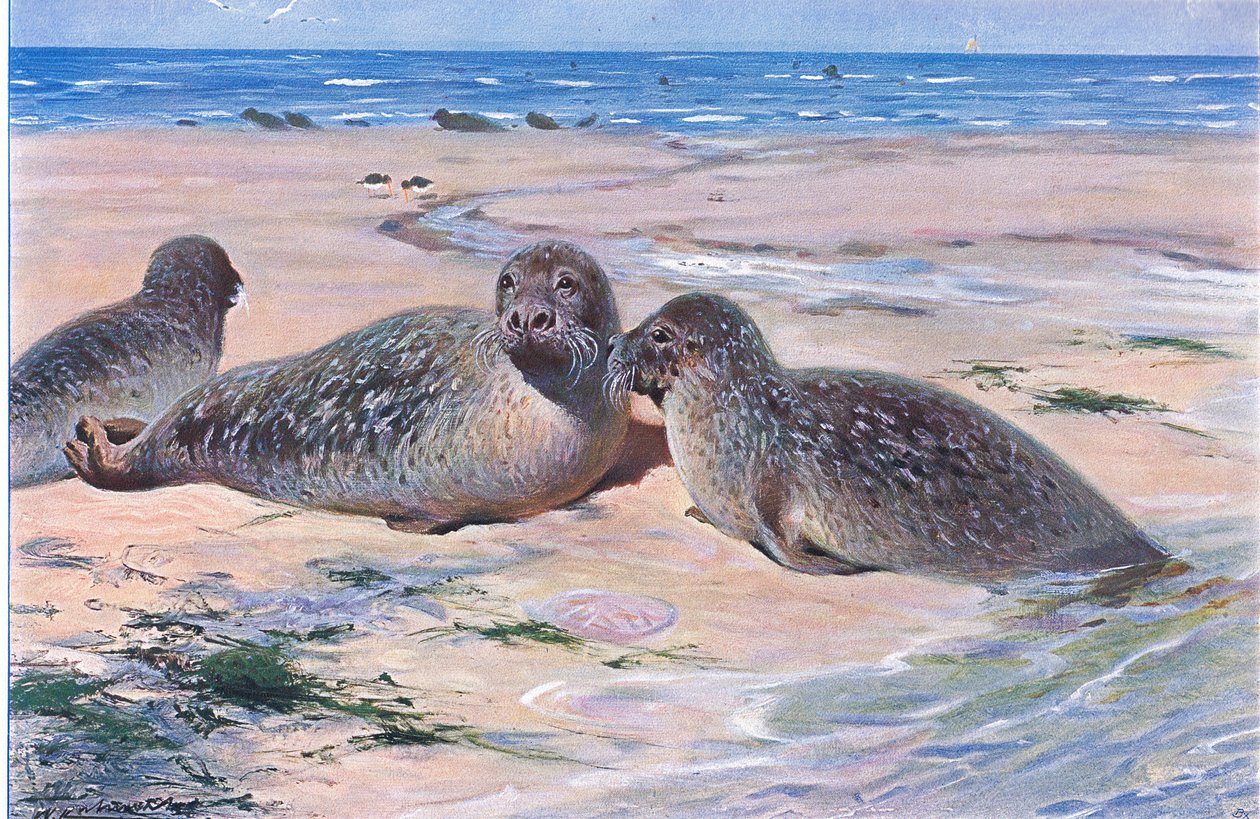 Gewöhnliche Robbe, aus Die Tierwelt der Welt, veröffentlicht von Frederick Warne & Co, ca. 1900 von Wilhelm Kuhnert