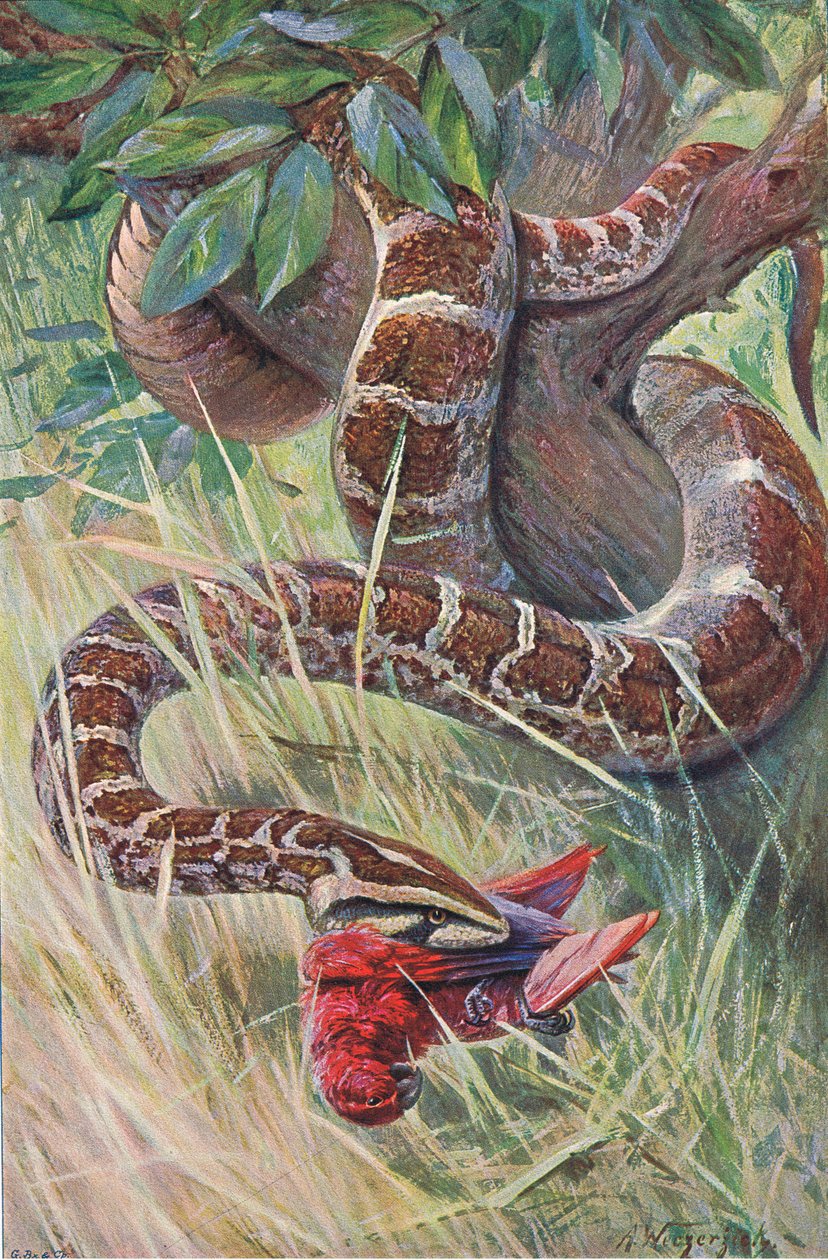 Indischer Python, aus Die Tierwelt der Welt, veröffentlicht von Frederick Warne & Co, ca. 1900 von Wilhelm Kuhnert