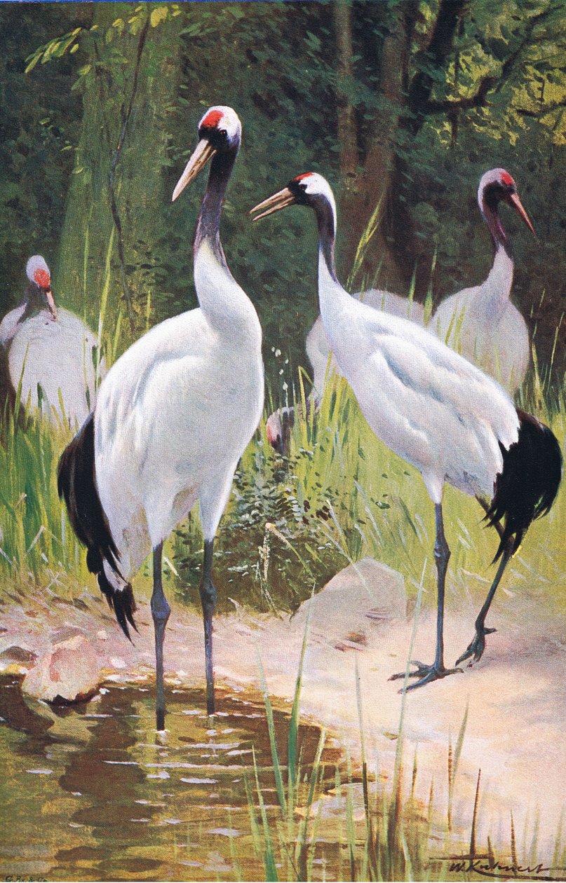 Mandschurenkranich, aus Die Tierwelt der Welt, veröffentlicht von Frederick Warne & Co, ca. 1900 von Wilhelm Kuhnert