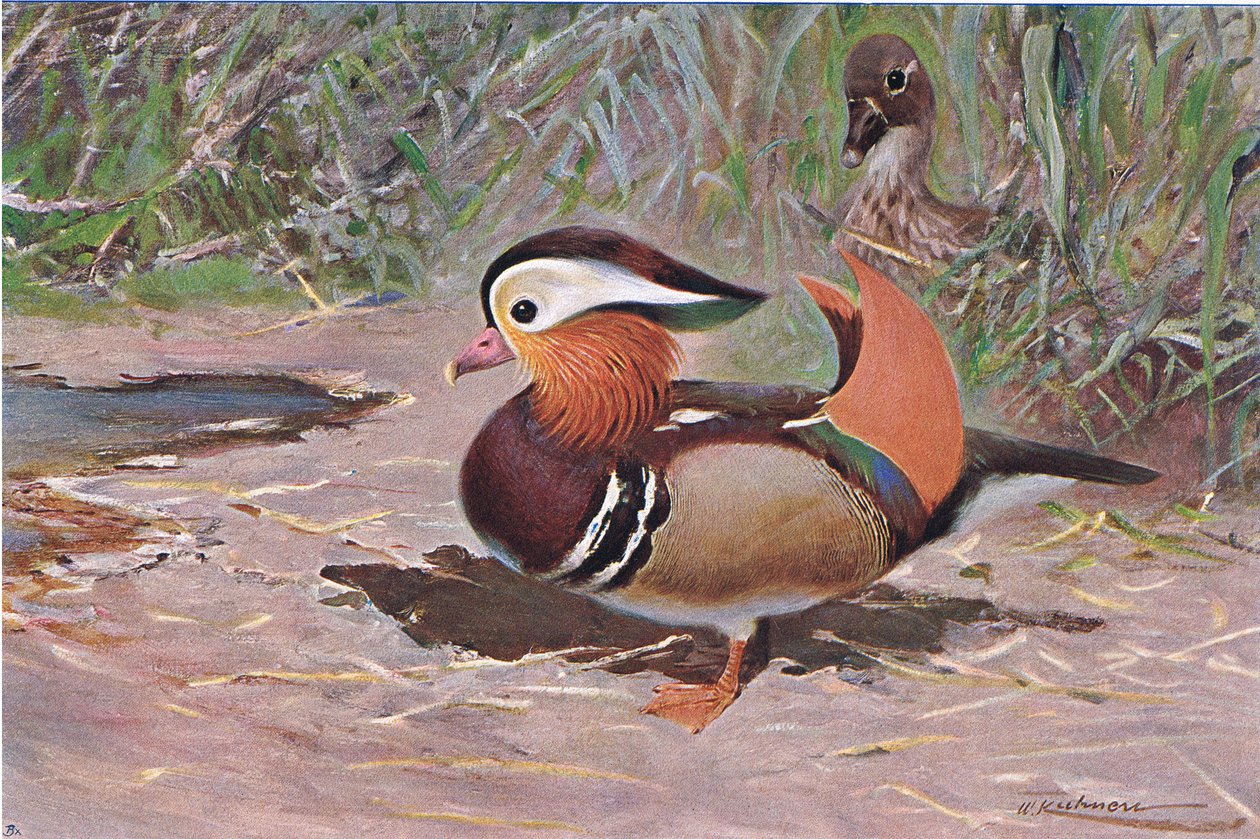 Mandarinente, aus Die Tierwelt der Welt, veröffentlicht von Frederick Warne & Co, ca. 1900 von Wilhelm Kuhnert