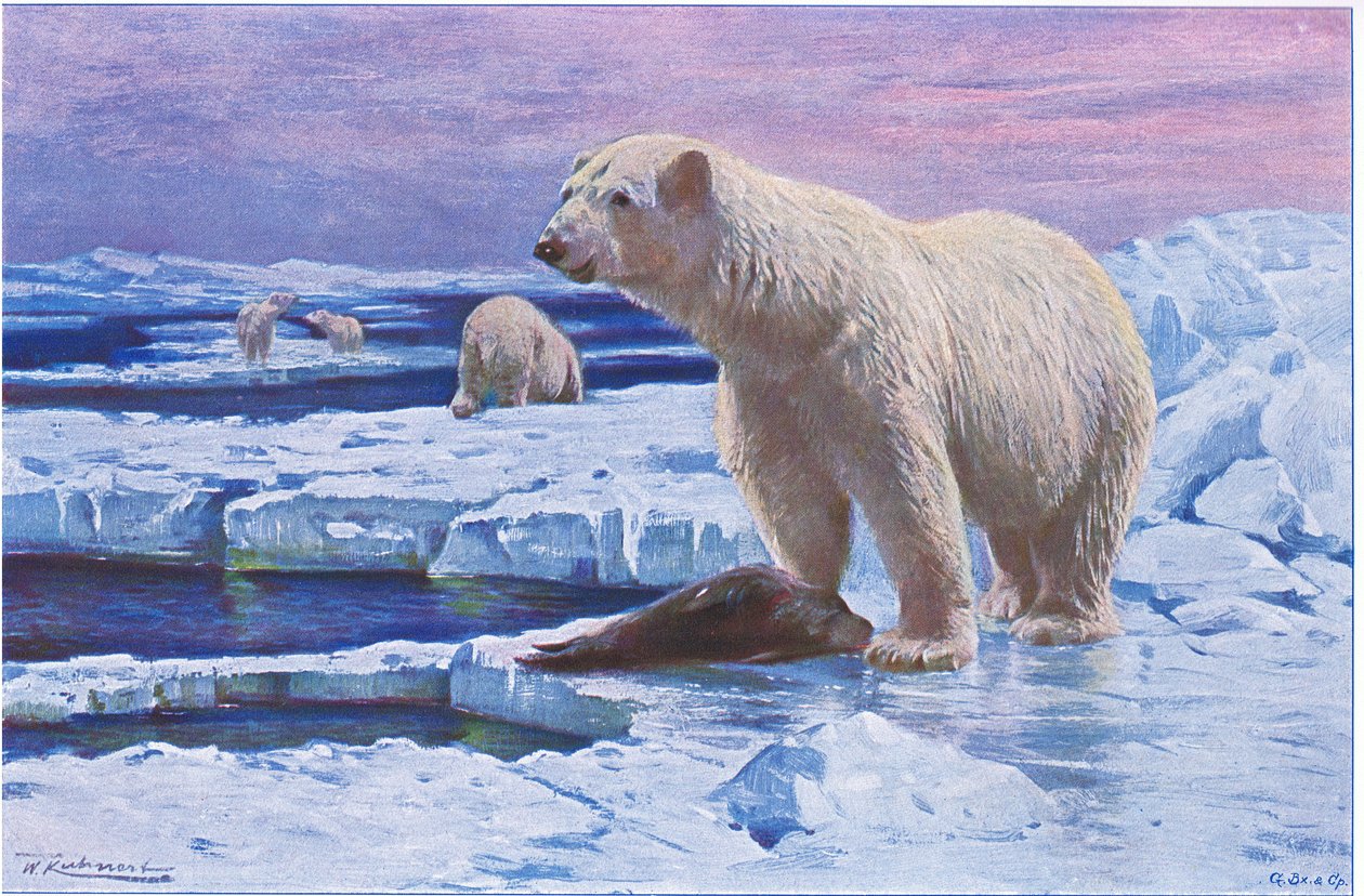 Eisbär, aus Die Tierwelt der Welt, veröffentlicht von Frederick Warne & Co, ca. 1900 von Wilhelm Kuhnert