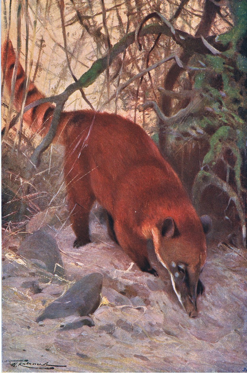 Roter Nasenbär, aus Die Tierwelt der Welt, veröffentlicht von Frederick Warne & Co, ca. 1900 von Wilhelm Kuhnert
