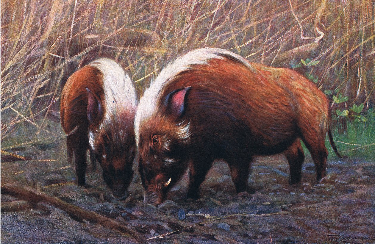 Flussschwein, Illustration aus Wildlife of the World, ca. 1910 von Wilhelm Kuhnert