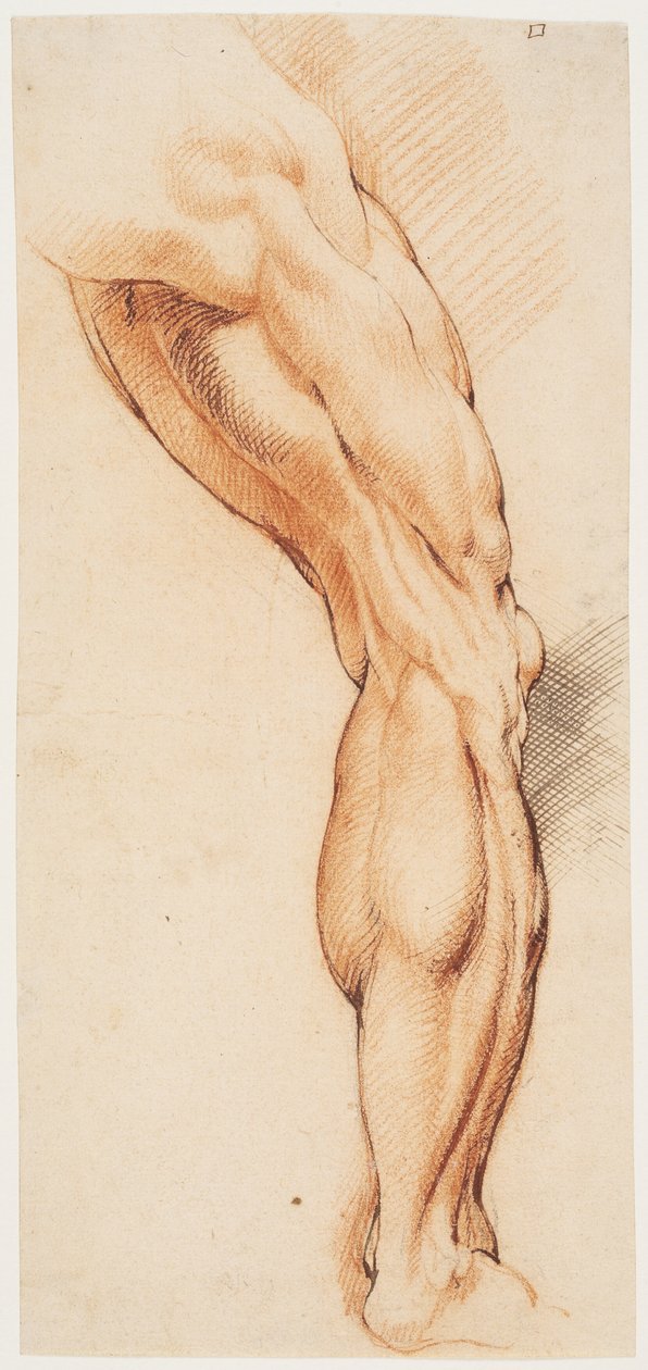 Anatomische Studie. Ein Manns entblößtes rechtes Bein von hinten, nach rechts gedreht von Willem Panneels