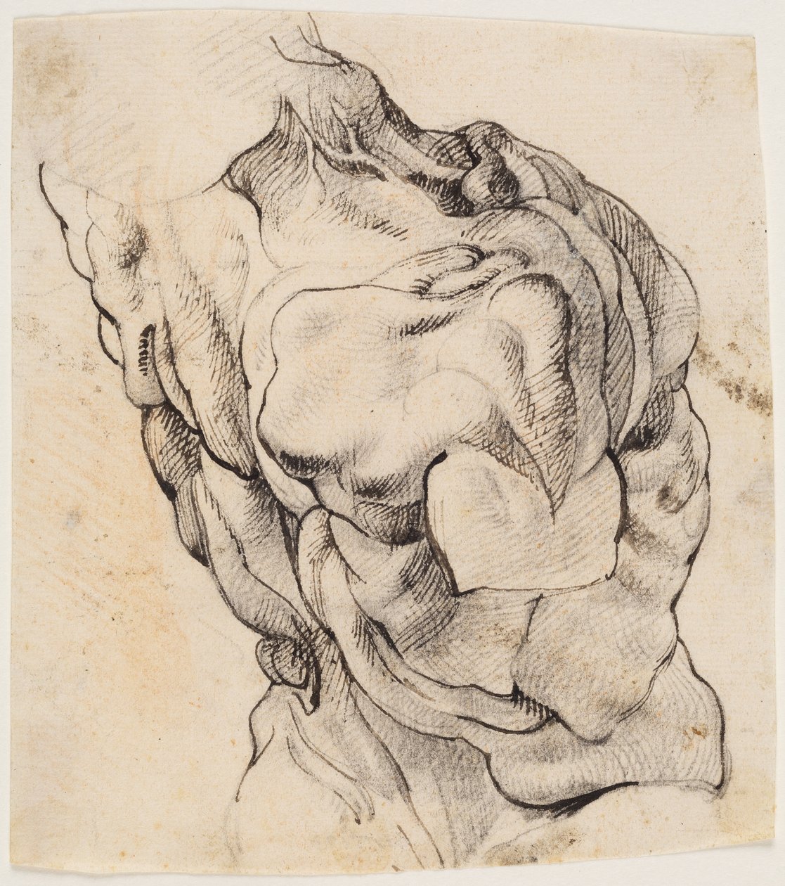Anatomische Studie (Écorché). Torso eines gehäuteten Mannes von hinten halb nach rechts gedreht von Willem Panneels