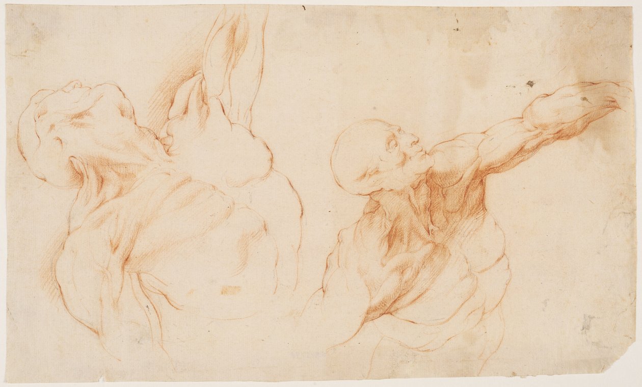 Zwei anatomische Studien (écorchés). Gehäuteter Torso eines Mannes, linker Arm erhoben von Willem Panneels