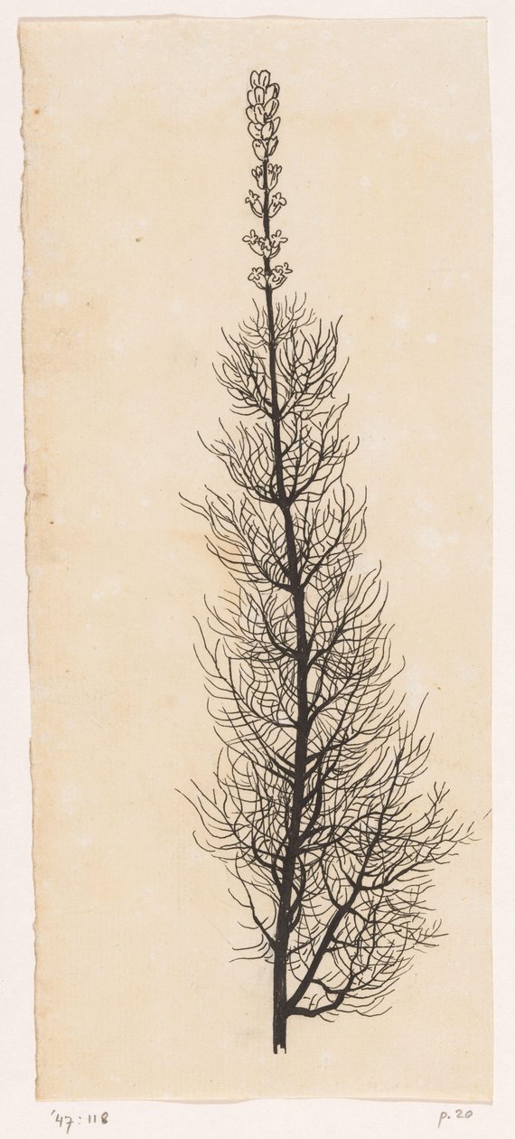 Schafgarbe von Willem Wenckebach