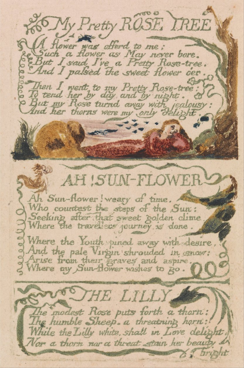 Lieder der Unschuld und der Erfahrung, Platte 47, Mein hübscher Rosenbaum (Bentley 43) von William Blake