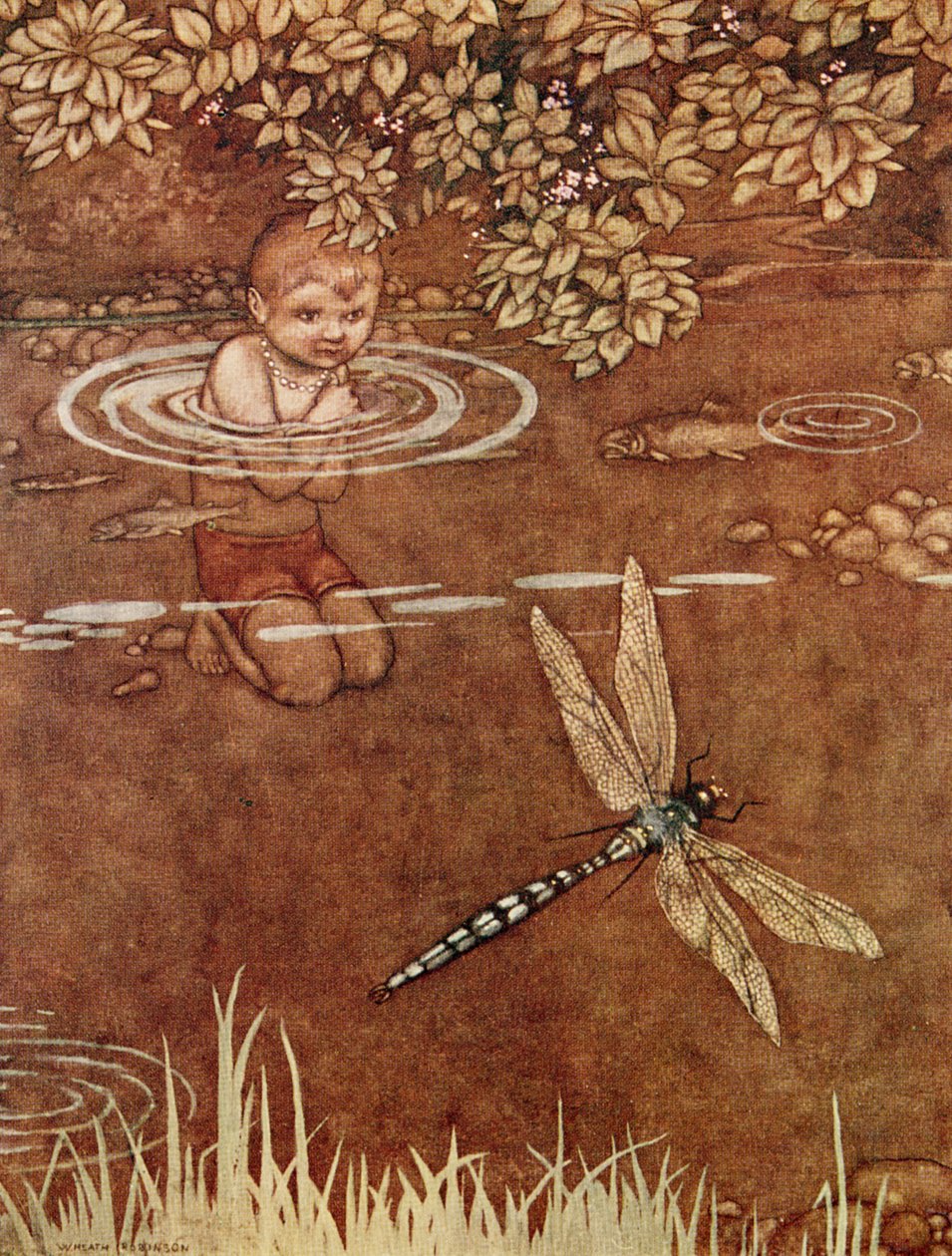 Er war ein wenig eingebildet wegen seiner schönen Farben und seiner großen Flügel von William Heath Robinson