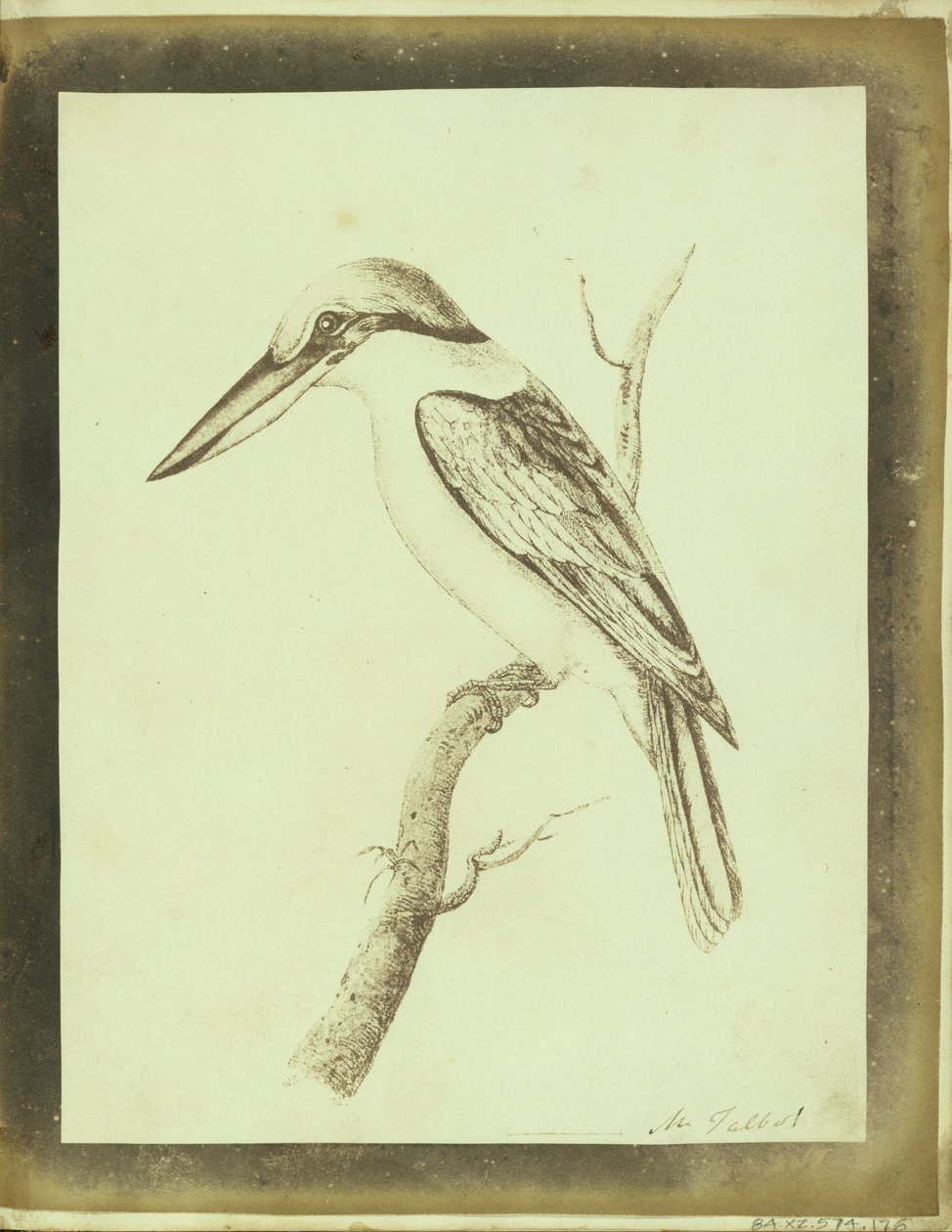 (Kopie eines Swainson-Lithografiedrucks eines Krabbenfressers) von William Henry Fox Talbot