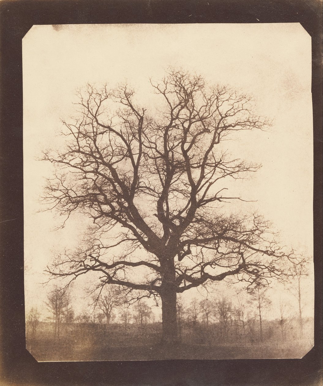 Eine Eiche im Winter von William Henry Fox Talbot