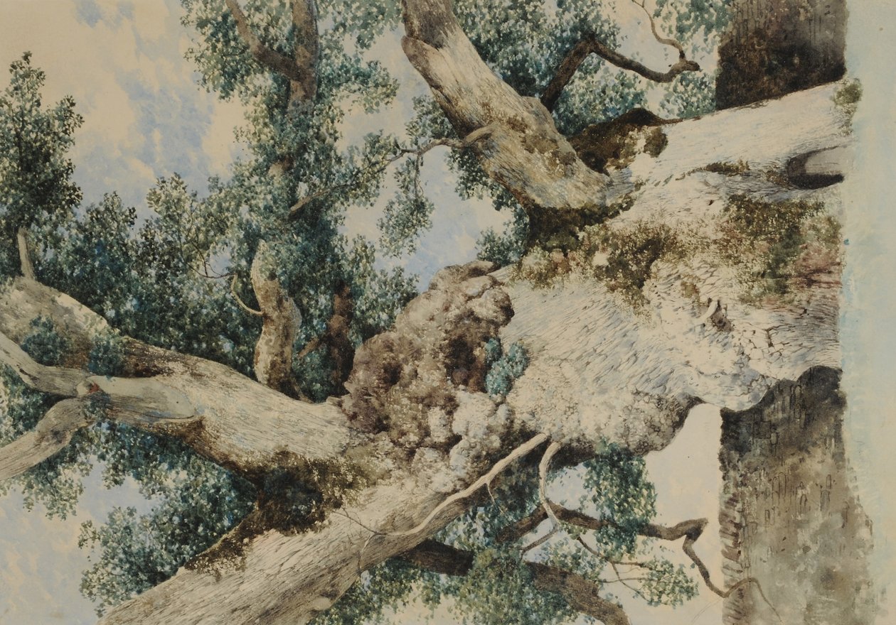Studie für Baum im Rookery von William James Blacklock