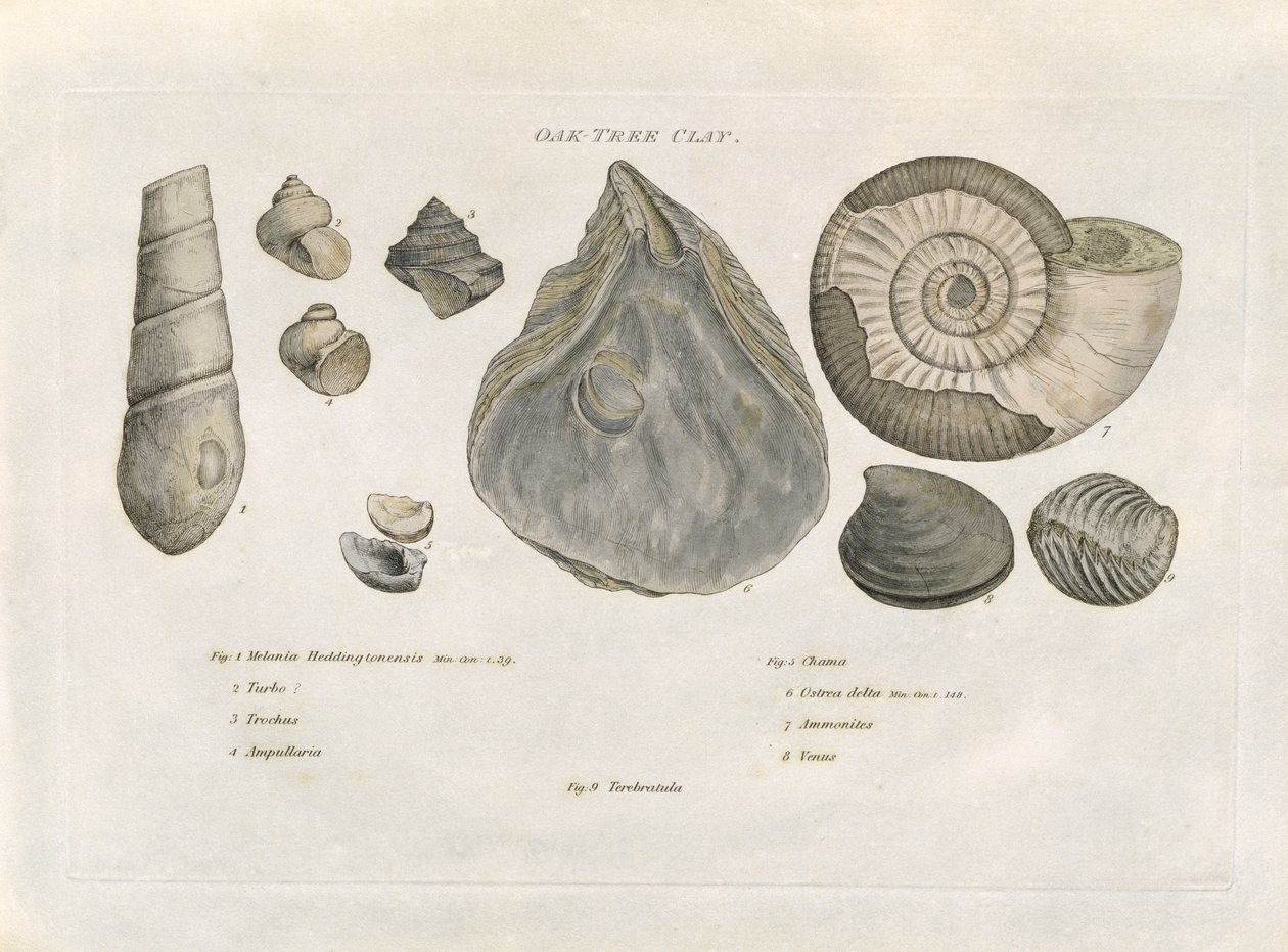 Eichenbaum-Tonfossilien, Illustration aus 