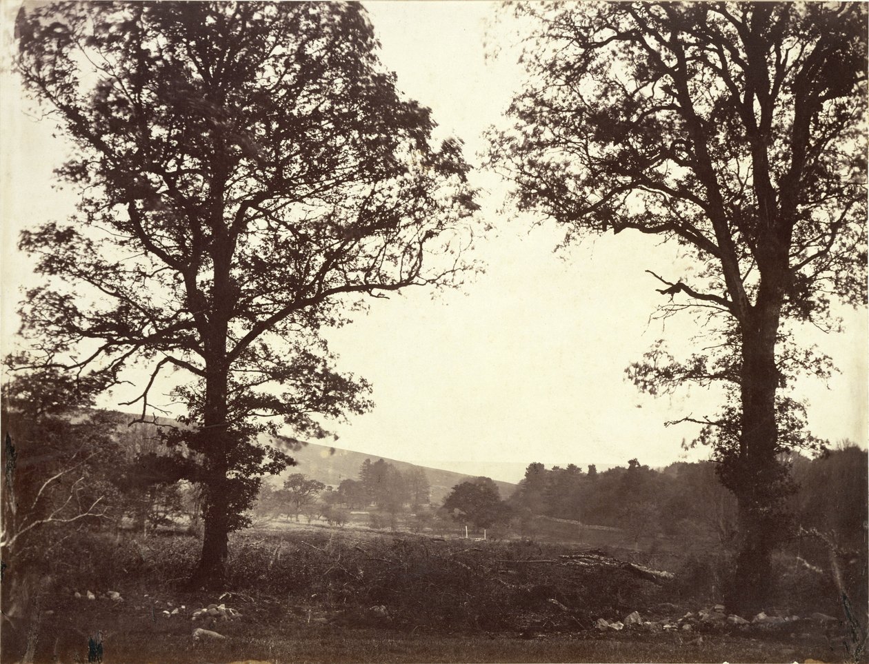 Landschaft mit Ulmen, Ashdown, Großbritannien von William 2nd Earl of Craven