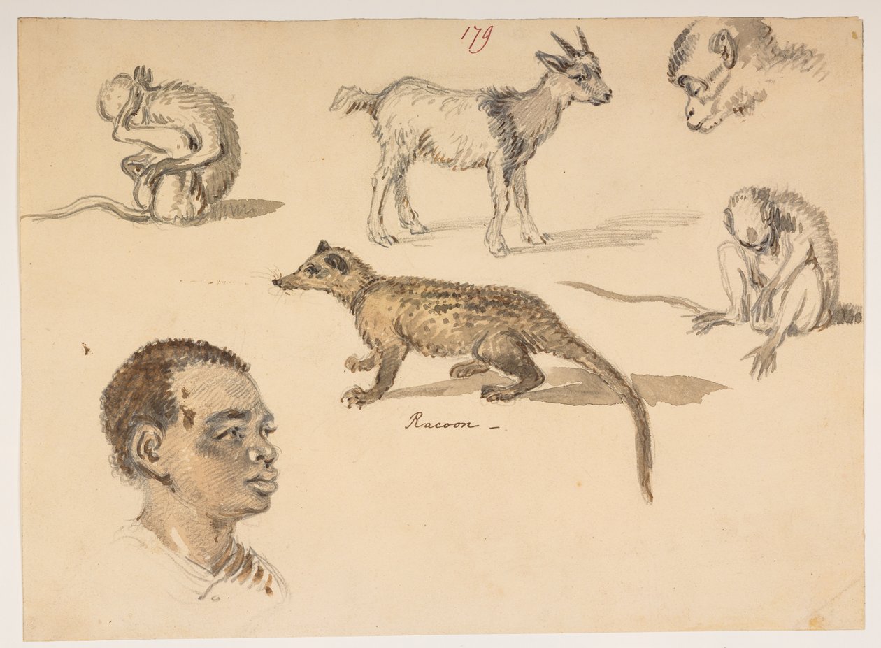 Männerkopf, Waschbär, Ziege und Affen, aus einem Album von 372 Zeichnungen von Landschaften, Küstenlinien, Kostümen und Alltagsleben während der Botschaft von Lord Macartney an den Kaiser von China, zwischen 1792 und 1794 von William Alexander