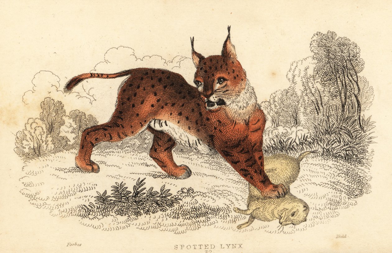 Eurasischer Luchs, Lynx lynx, 1834 von William Alexander Forbes