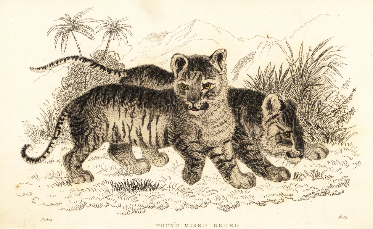 Hybride Löwen- und Tigerjungen, 1834 (Gravur) von William Alexander Forbes