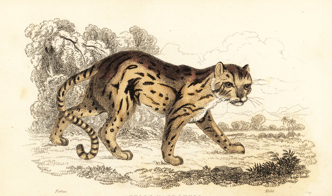 Margay, Leopardus wiedii (Gravur) von William Alexander Forbes