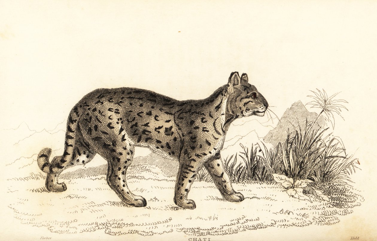 Ozelot, Leopardus pardalis mitis, 1834 von William Alexander Forbes