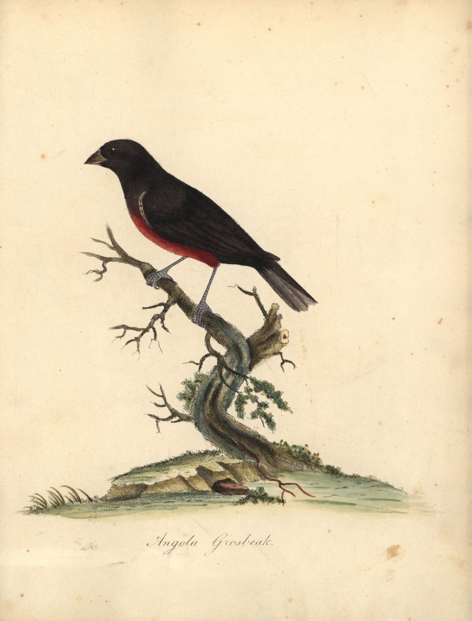 Kastanienbauch-Samenfink, Oryzoborus angolensis. (Angola-Grosbeak, Loxia angolensis) Handkolorierter Kupferstich einer Illustration von William Hayes aus Portraits of Rare and Curious Birds from the Menagery of Osterly Park, London: Bulmer von William Hayes