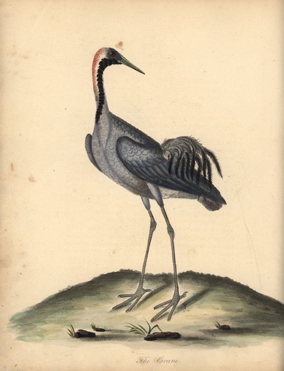 Kranich, Grus grus. Handkolorierter Kupferstich von William Hayes aus Portraits of Rare and Curious Birds from the Menagery of Osterly Park von William Hayes