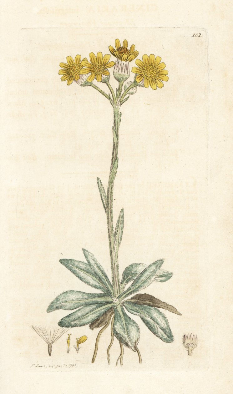 Berg-Greiskraut, Tephroseris integrifolia. Handkolorierter Kupferstich von James Sowerby aus James Smiths English Botany, London von William Hayes