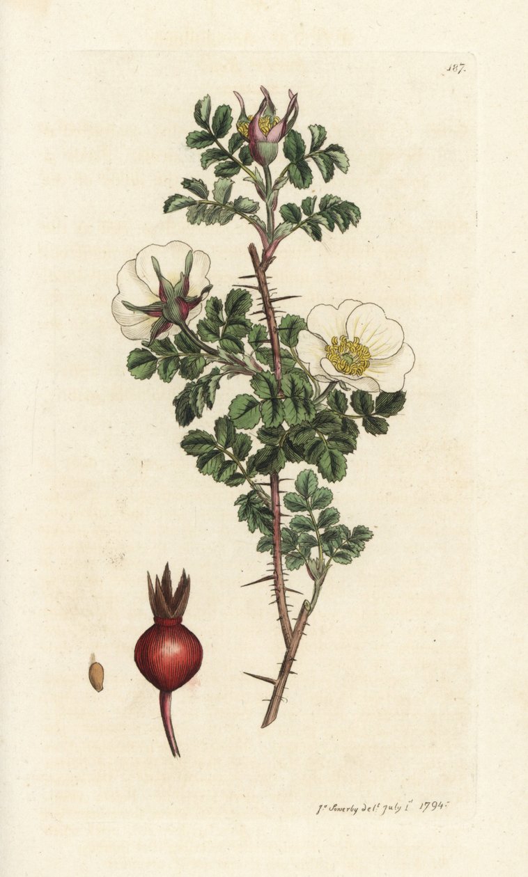 Rosa spinosissima. Handkolorierter Kupferstich von James Sowerby aus James Smiths English Botany, London von William Hayes