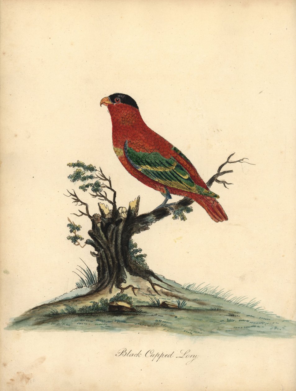 Rotnacken-Lori, Lorius domicella. Gefährdet. Schwarzgekrönter Lori, Psittacus domicilla. Handkolorierter Kupferstich einer Illustration von William Hayes aus Portraits of Rare and Curious Birds from the Menagery of Osterly Park (London: Bulmer) von William Hayes