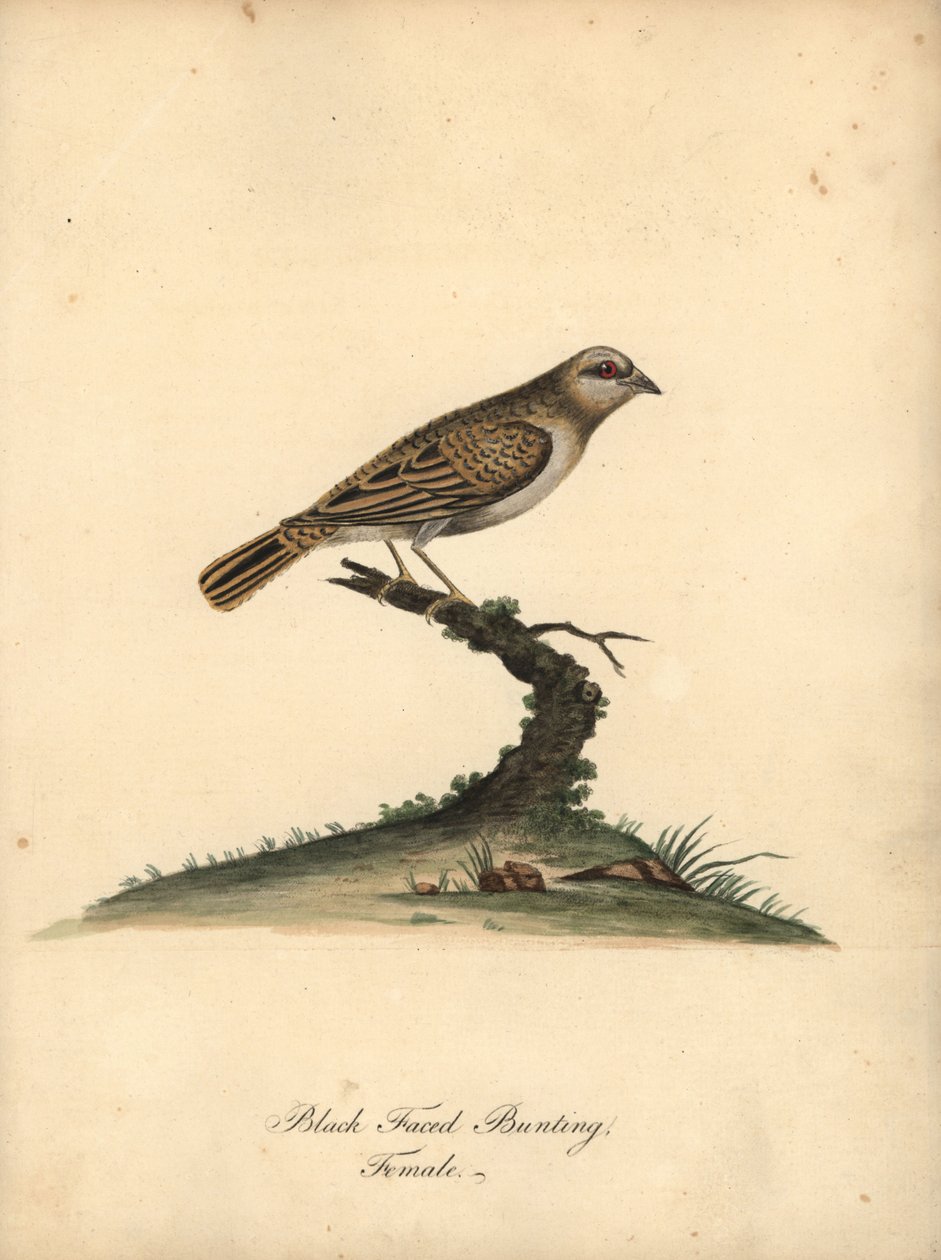Rotnacken-Lori, Lorius domicella. Gefährdet. Schwarzgekrönter Lori, Psittacus domicilla. Handkolorierter Kupferstich einer Illustration von William Hayes aus Portraits of Rare and Curious Birds from the Menagery of Osterly Park (London: Bulmer) von William Hayes