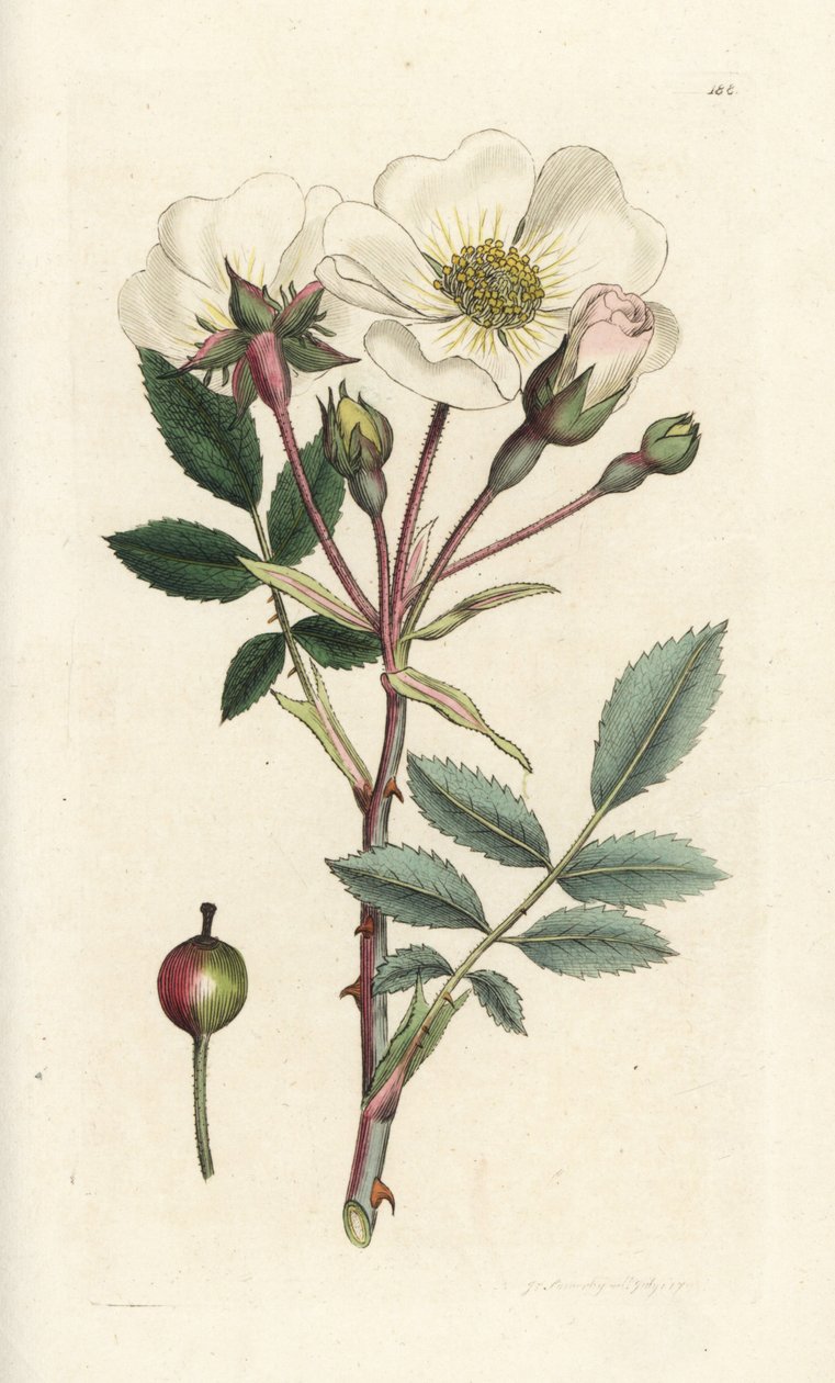 Weiße Hundsrose, Rosa arvensis. Handkolorierte Kupferstichgravur von James Sowerby aus James Smith