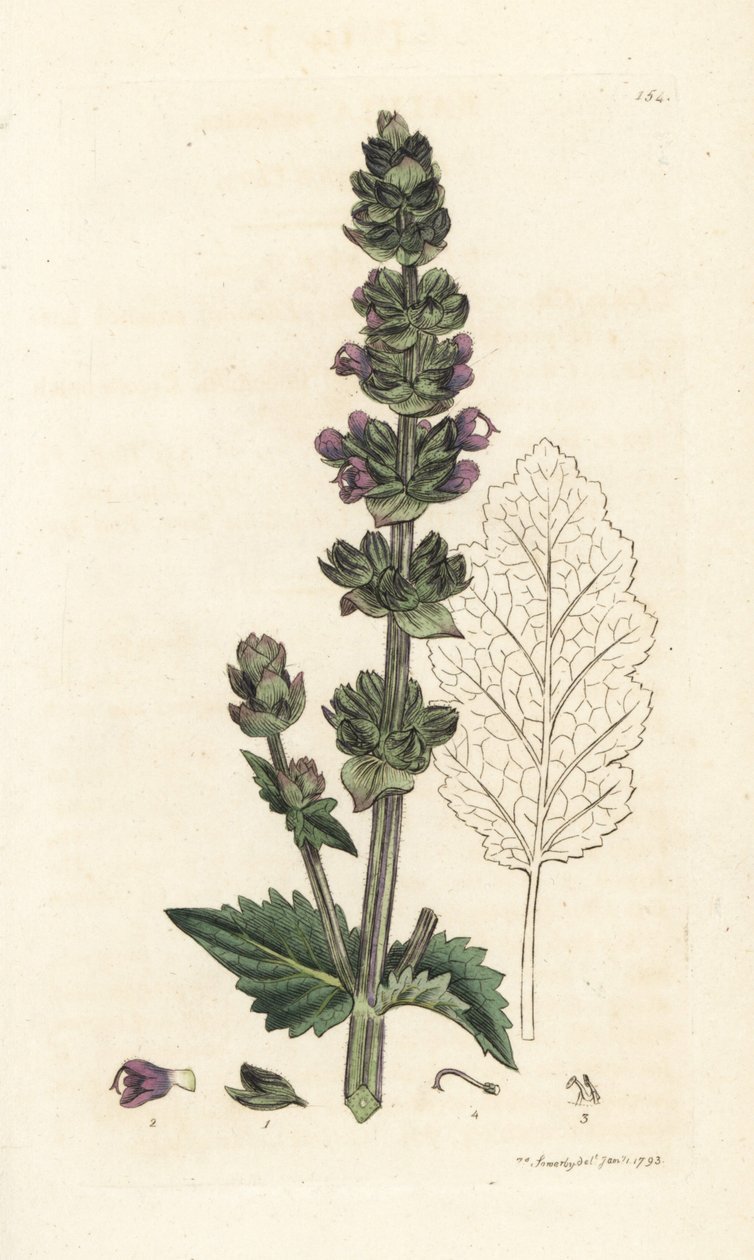 Wilder englischer Salbei, Salvia verbenaca. Handkolorierter Kupferstich von James Sowerby aus James Smiths English Botany, London von William Hayes
