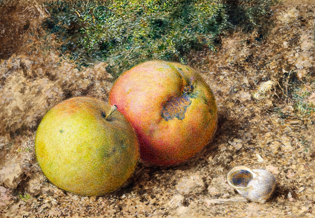 Stillleben mit zwei Äpfeln und einem Schneckenhaus von William Henry Hunt